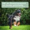 AniForte Arthro Omega Öl für Hunde 250 ml - Natürliches Produktbild-Vorschau 6