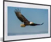 MuchoWow® Gerahmtes Poster Vogel - Adler - Raubvögel 60x40 Produktbild-Vorschau 1