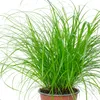 Echtes Katzengras - pflegeleichte Zimmerpflanze, Cyperus Produktbild-Vorschau 5