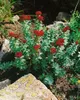 Rhodiola rosea, Rosenwurz, ca. 9x9 cm Topf, robust Produktbild-Vorschau 1