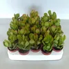Crassula Argentea 8–13 cm – Sukulenty  – Echeveria – Podgląd zdjęcia produktu 2