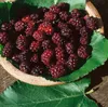Morus nigra, Schwarze Maulbeere, 60–80 cm Produktbild-Vorschau 8