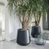 Two large planters with plants in them, placed indoors on a light gray floor. A mirror reflects the scene. Anteprima dell’immagine prodotto