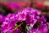 Rhododendron obt. 'Königstein', lila Blüten, 30–40 cm Produktbild-Vorschau 10