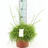 Rhipsalis Cassutha 15 cm - Cactus jonc, cactus corail, Voir les images du produit 1