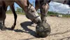 Excellent Horse Feed & Play Ball schwarz Produktbild-Vorschau 2