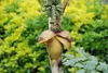 SAFLAX  - Banane plantain - 10 graines - Musa Voir les images du produit 6