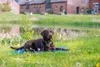 Nobby Kühlmatte, Kühlendes Haustierbett, Drinnen, Hund, Produktbild-Vorschau 6