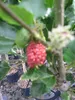 Hochstamm Zwerg-Maulbeere Mojo Berry ® - Morus rotundiloba Produktbild-Vorschau 2