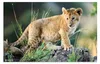 HERMA 19676 Schreibtischunterlage Tiere Afrika, abwischbare Produktbild-Vorschau 3