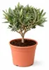 Olea europea - Drzewo oliwne - 15cm Doniczka Podgląd zdjęcia produktu 2