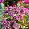 Sedum- & Gründach-Dünger - 20 kg für 400 m2 - Organifer Produktbild-Vorschau 9