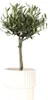Olivier - Olea europaea - Hauteur 45-55cm - ⌀14cm Voir les images du produit 7