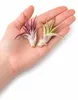 Tillandsia brachycaulus abdita M (ca. 9 cm) – Luftpflanze Produktbild-Vorschau 6