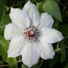 3 x Clematis Kletterplanzen Mix (3 Pflanzen): 3 kaufen/2 Produktbild-Vorschau 6