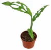 Monstera obliqua, Peru, ca. 20 cm – Zeldzame kamerplant met Productafbeelding-voorbeeld 4
