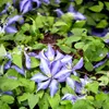 A close-up view of purple clematis flowers and green leaves. Anteprima dell’immagine prodotto