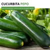 Zucchini Black Beauty Samen - Cucurbita pepo - Produktbild-Vorschau 2