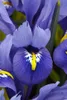 Iris reticulata 'Harmony', Zwerg-Iris, blau, ca. 9x9 cm Produktbild-Vorschau 2