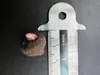 Konjac (Amorphophallus konjac)  – 1 mała bulwa Podgląd zdjęcia produktu 4
