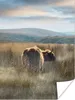 MuchoWow® Poster Schottische Highlander - Nebel - Gras Produktbild-Vorschau 1