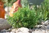 Origanum vulgare, Oregano, aromatisch, ca. 9x9 cm Topf Produktbild-Vorschau 13