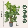 Monstera dziurawa - Monstera deliciosa - Wysokość 120-130cm Podgląd zdjęcia produktu 2