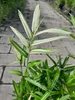A close-up shot of a variegated dwarf bamboo plant with green and white striped leaves, set against a blurred background of a paved walkway and greenery. Anteprima dell’immagine prodotto