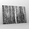 Bilder auf glas - Einteilig - Birken Wald Monochrom - Produktbild-Vorschau 4