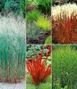 A collage of five different ornamental grasses in a garden setting. Produktbild-Vorschau