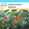 SAFLAX Darčeková sada - Tropický paradajkový strom / Náhľad obrázku produktu 10