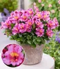 BALDUR Garten Winterharte Alstromeria Incalys® 'Purple', 1 Produktbild-Vorschau 1
