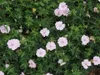 Stauden Gänge 3 x Geranium sanguineum 'Apfelblüte' - Rosa Produktbild-Vorschau 4