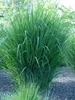 Stauden Gänge 3 x Panicum virgatum 'Northwind' im 1 Liter Produktbild-Vorschau 2