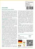 SAFLAX - Jacaranda - Jacaranda mimosifolia - 50 Samen Produktbild-Vorschau 3
