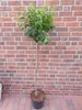 Lorbeerkirsche Hochstamm Kugel 170–180 cm – Prunus Produktbild-Vorschau 2