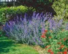 Nepeta x faassenii 'Six Hills Giant', Katzenminze, blau, Produktbild-Vorschau 2