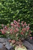 Photinia fraseri 'Little Red Robin', Glanzmispel, rot, Produktbild-Vorschau 7