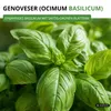 Basilikum Genoveser Samen - Ocimum basilicum - Produktbild-Vorschau 2