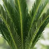 Green boutiQ - Zimmerpflanze - Cycas revoluta - Palmfarn - Produktbild-Vorschau 4