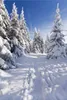 Wallario Poster - Wanderweg im Schnee, Kunstdruck Größe: 61 Produktbild-Vorschau 1