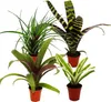 Mini zestaw bromeliad "Nature's Touch" - 4 rosliny o Podgląd zdjęcia produktu 2