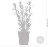 Bloomique - 6er-Set - Gaura Lindheimeri - Prachtkerze - Produktbild-Vorschau 3
