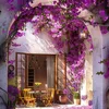 Bougainville - 2 Stk - Bougainvillea 'Alexandra' - Höhe Produktbild-Vorschau 4
