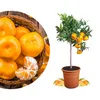 Meine Orangerie Mandarinenbaum Mezzo - veredelter Produktbild-Vorschau 1