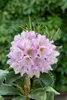 Rhododendron 'INKARHO', lila Dufthecke, 30–40 cm Produktbild-Vorschau 2