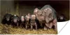 MuchoWow® Poster Schwein - Ferkel - Stroh 40x20 cm - Poster Produktbild-Vorschau 1