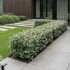 GreenboutiQ - Heckenpflanzen - Eleagnus ebbingei Compacta - Produktbild-Vorschau 5