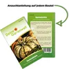 Kürbis Sweet Dumpling Samen - Cucurbita pepo - Kürbissamen Produktbild-Vorschau 4