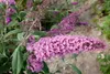 Buddleja davidii 'Pink Delight', Schmetterlingsflieder, Produktbild-Vorschau 7